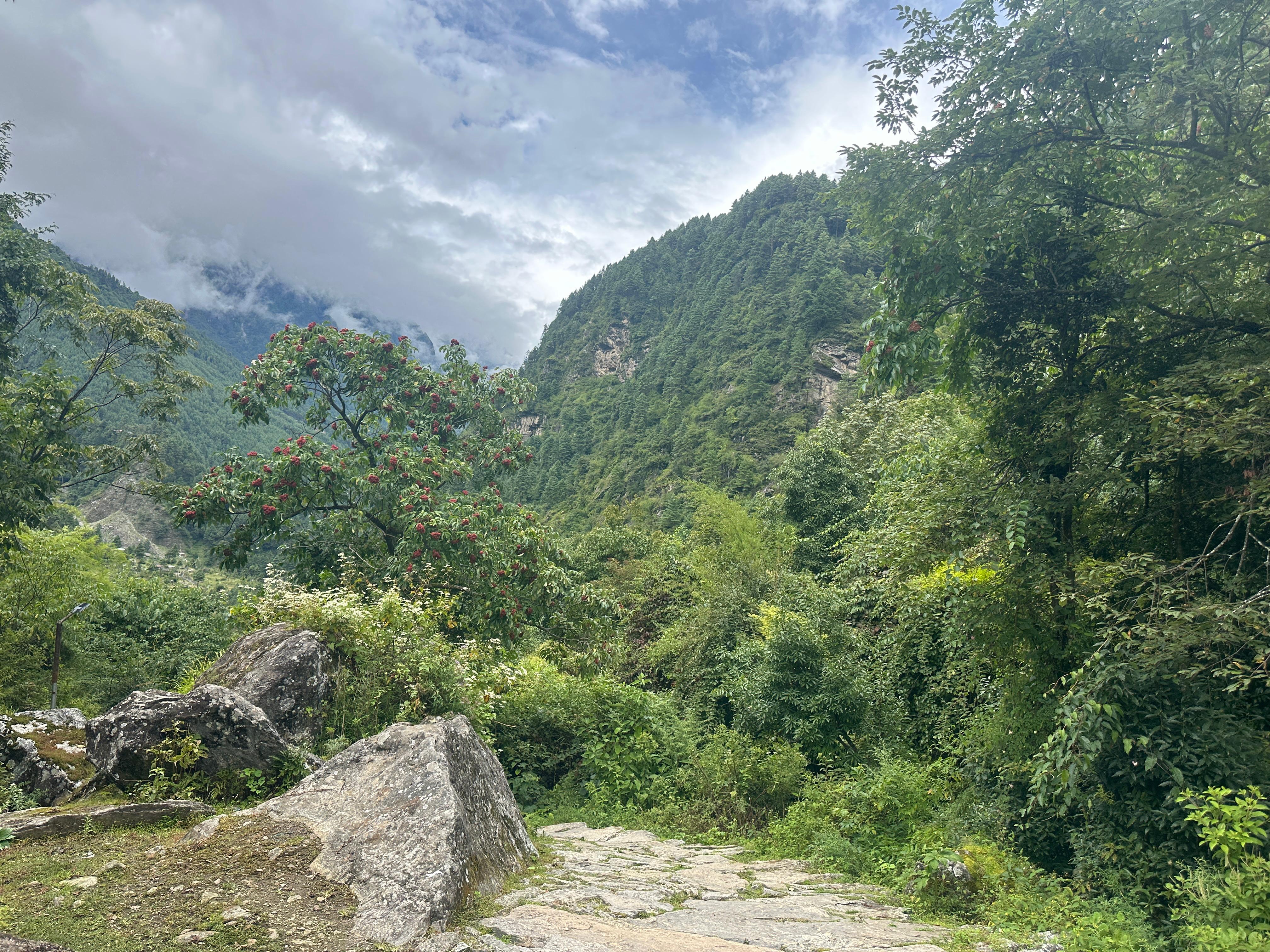 Rhododendron forest below Namche